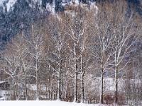 Pappelreihe mit Schneeseite